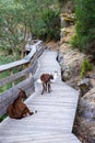 Goats on the pathways and rocks at Arouca Geopark, on river Paiva, Portugal